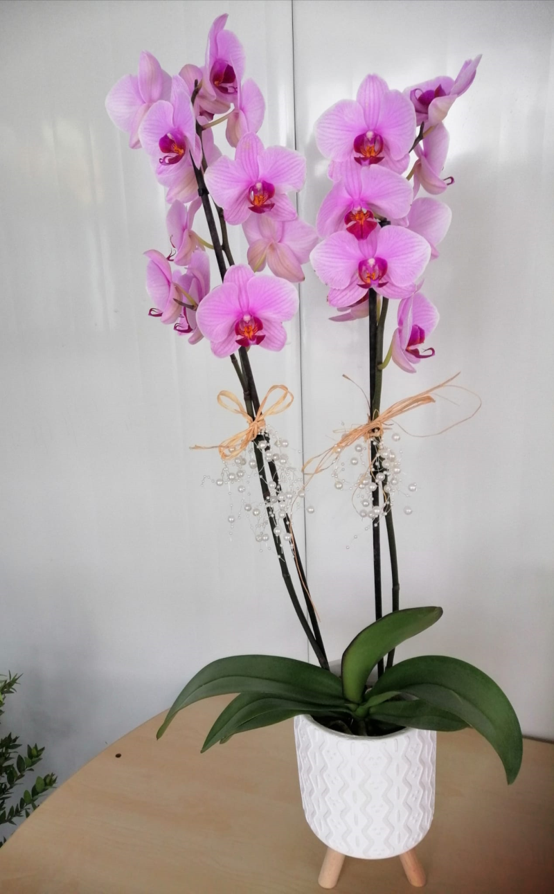 Eflatun Orkide 